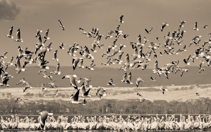 Flock of Seagulls and Pelicans
