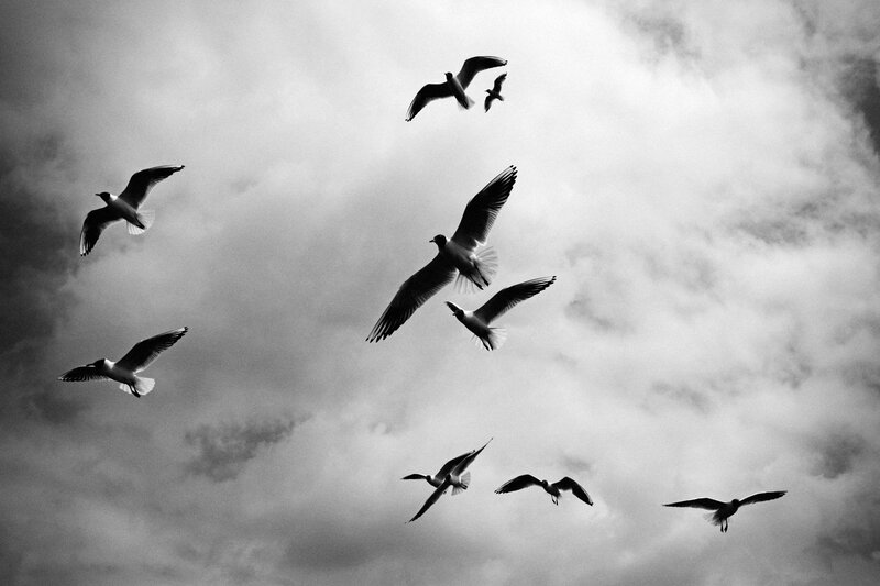 Flock of Seagulls — Black