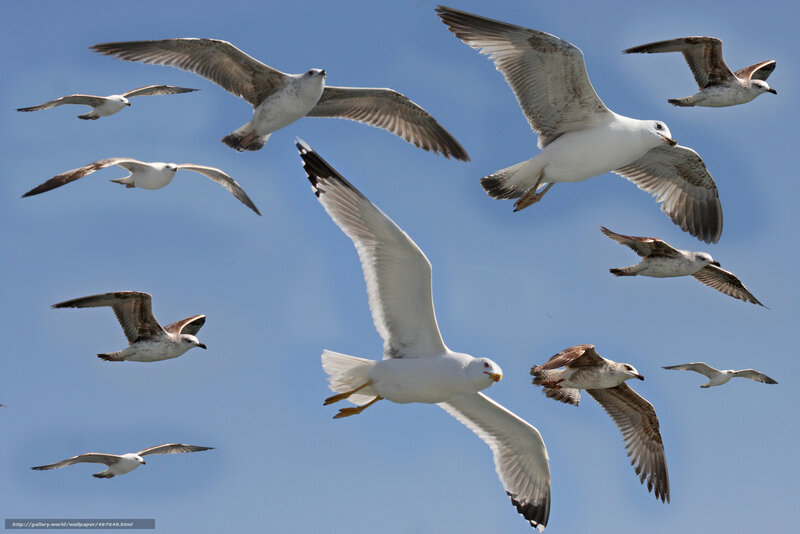 Flock of Seagulls — Blue, Dynamic, Afternoon