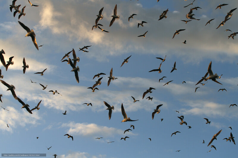 Flock of Seagulls — Blue, Dynamic