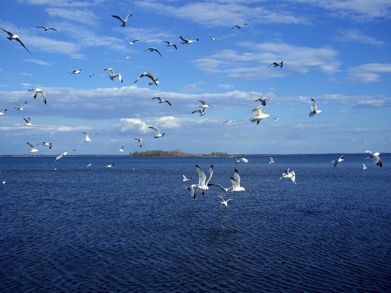 Flock of Seagulls — Blue, Serene, Afternoon, Photograph, Sky