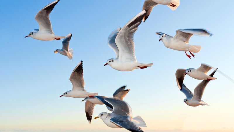 Flock of Seagulls — Blue, Serene, Sunset