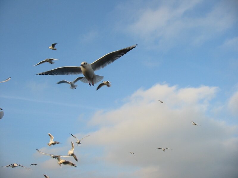 Flock of Seagulls — Blue