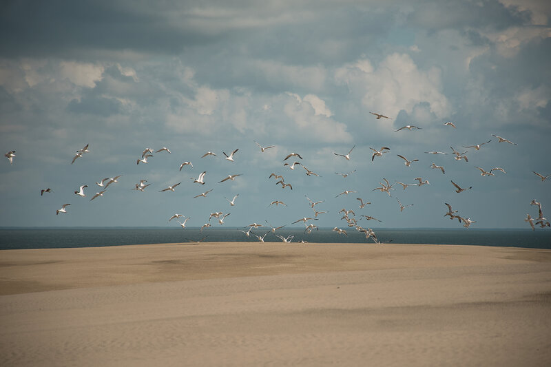 Flock of Seagulls Flying — Beige