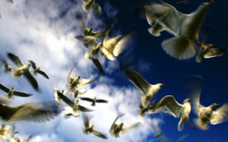 Flock of Seagulls Flying — Blue, Dynamic