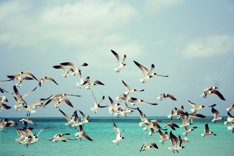 Flock of Seagulls Flying — Blue