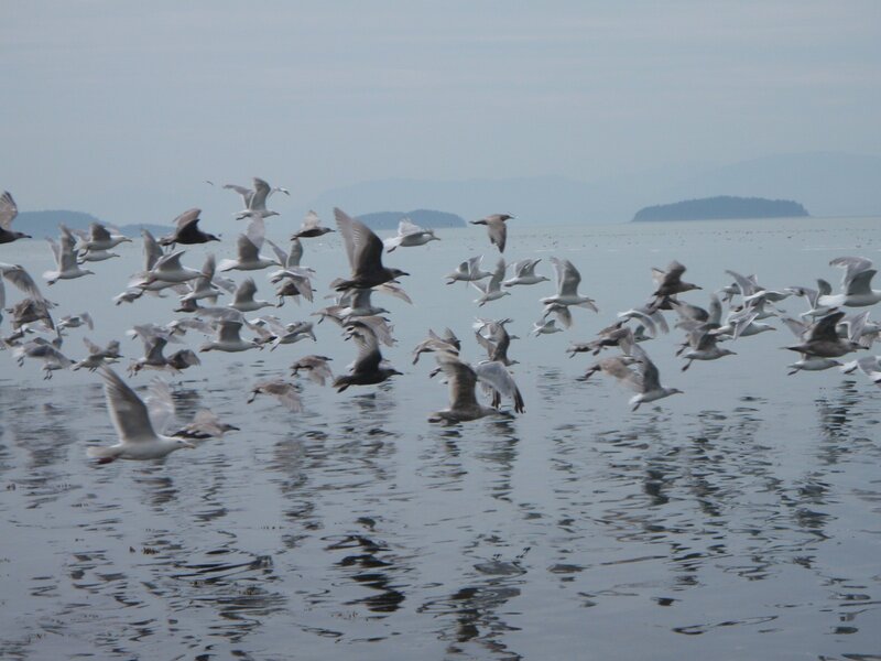 Flock of seagulls flying over water