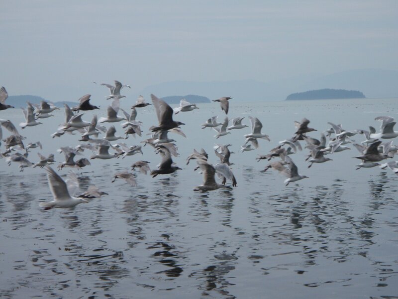 Flock of Seagulls — Gray, Calm