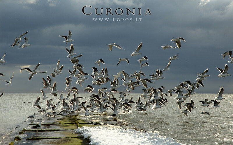 Flock of Seagulls — Gray