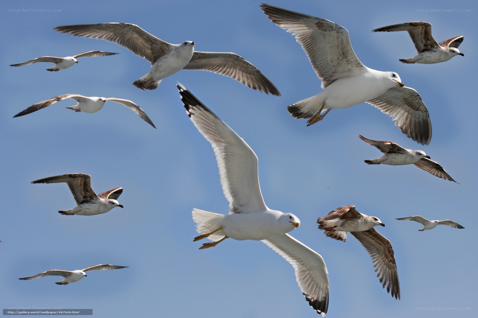 flock of seagulls in flight