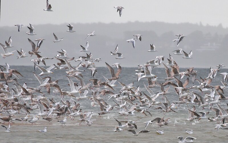 Flock of seagulls in flight
