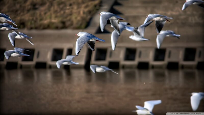 flock of seagulls in flight