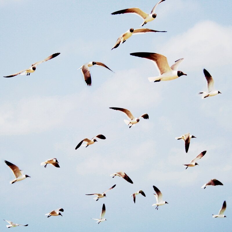 flock of seagulls in flight
