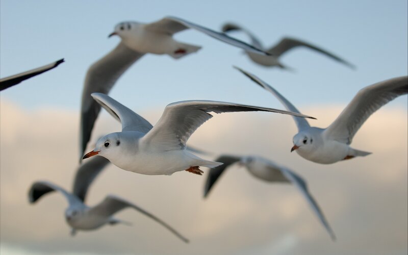 flock of seagulls in flight