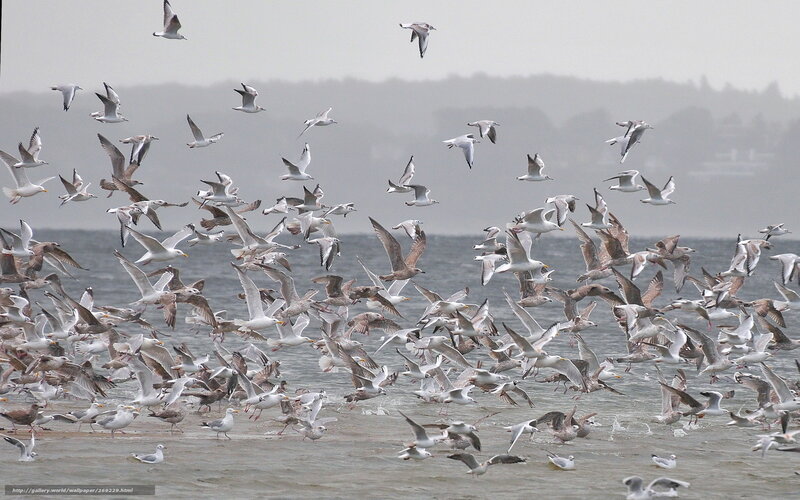 flock of seagulls over water