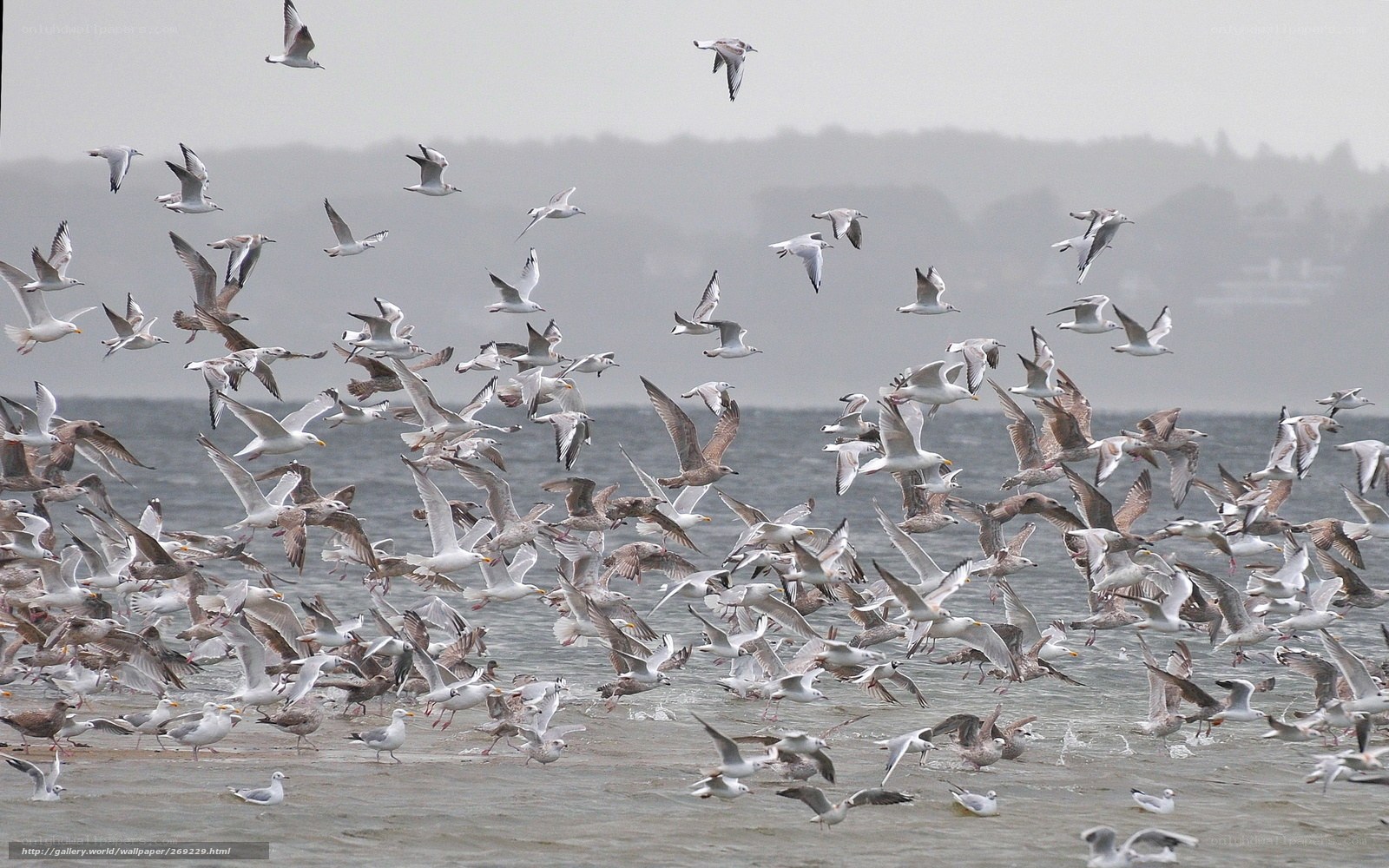 flock of seagulls over water