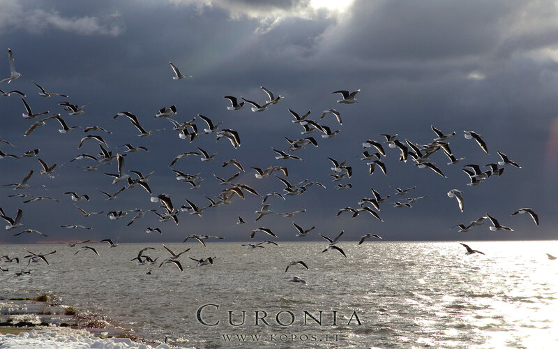 Flock of Seagulls