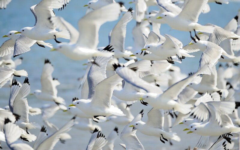 Flock of Seagulls — White