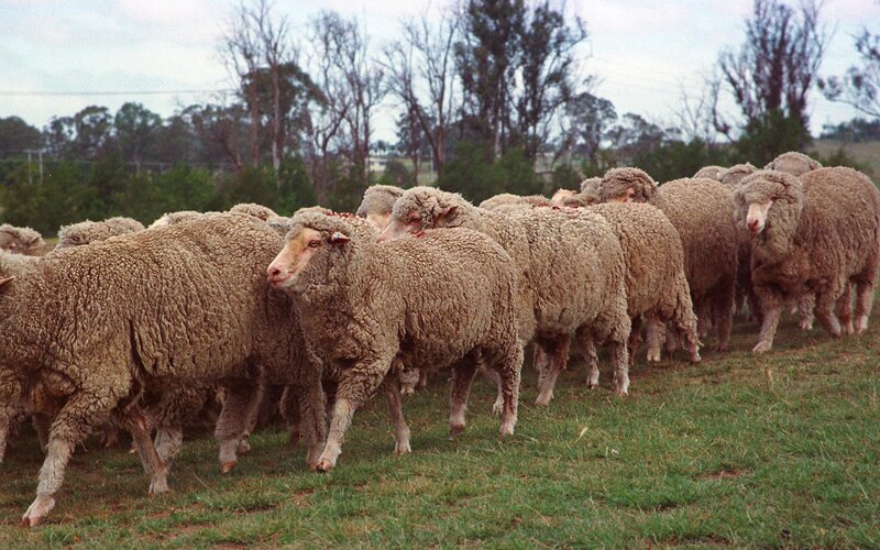 flock of sheep in a field