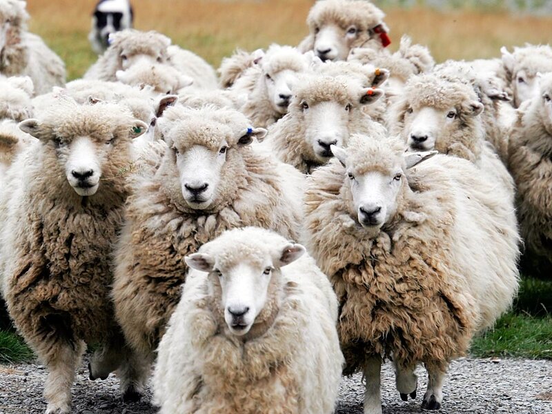flock of sheep on gravel path