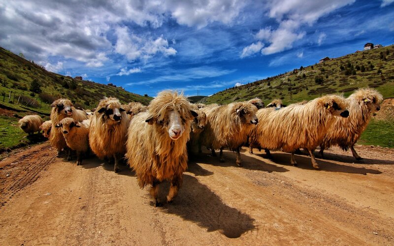 Flock of Sheep on Road