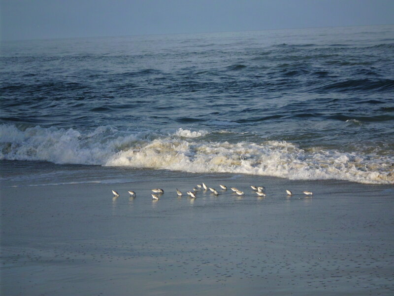 Flock of Shorebirds