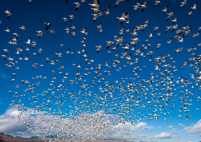 Flock of Snow Geese — Blue