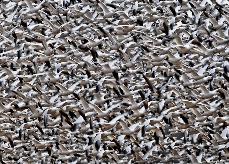 flock of snow geese in flight