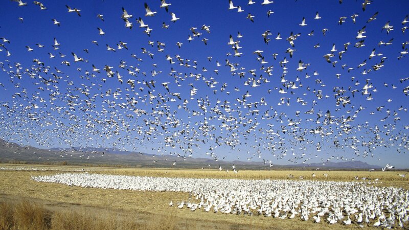 Flock of snow geese in flight