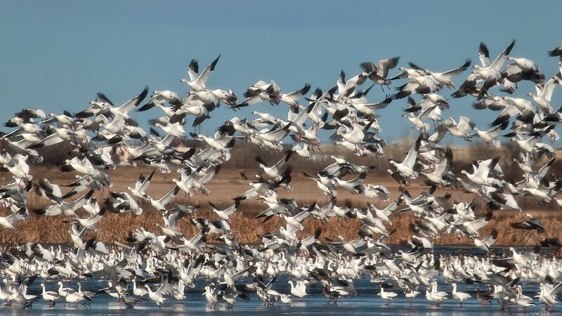 flock of snow geese in flight