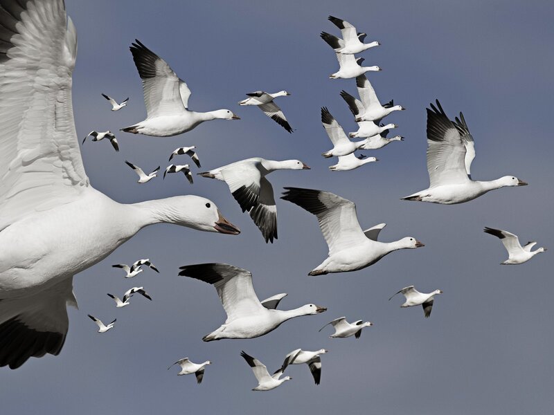 flock of snow geese in flight