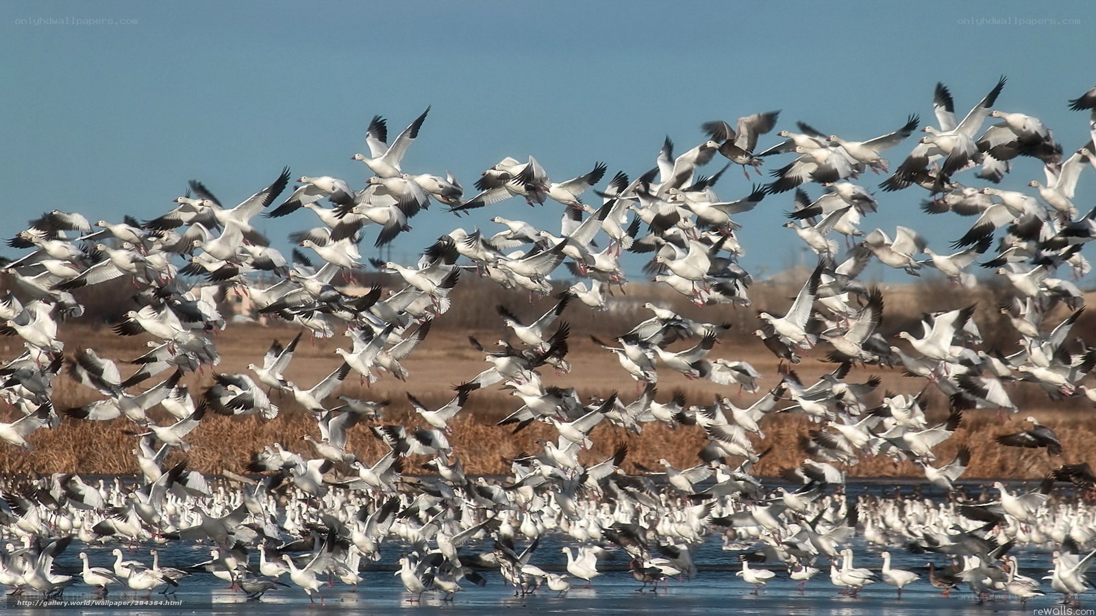 flock of snow geese in flight