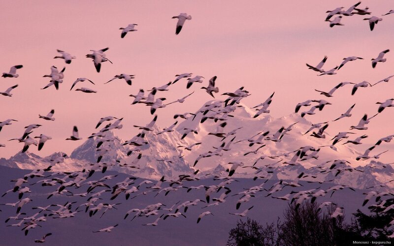 Flock of Snow Geese — Pink