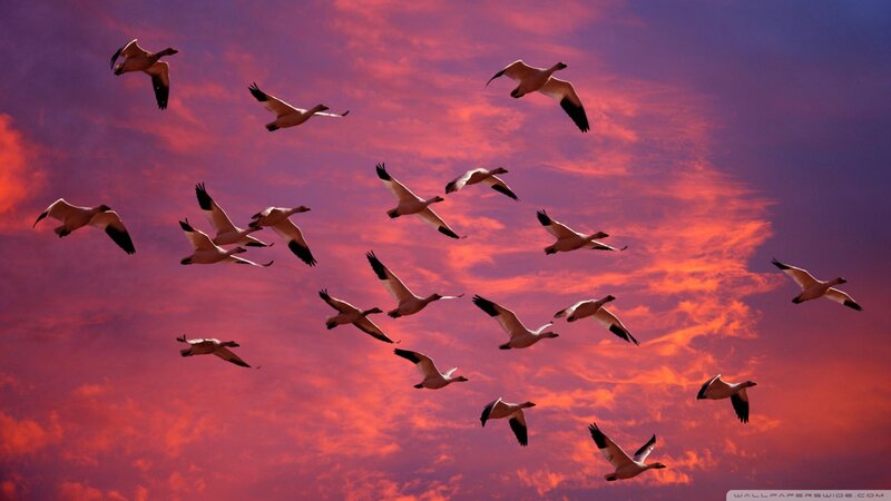 Flock of Snow Geese — Red