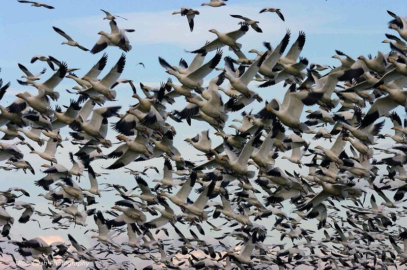 Flock of Snow Geese