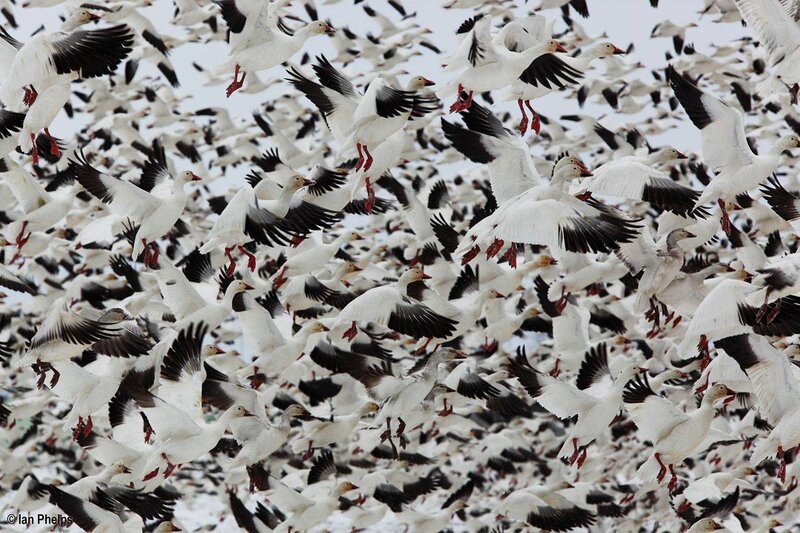 Flock of Snow Geese — White, Dynamic