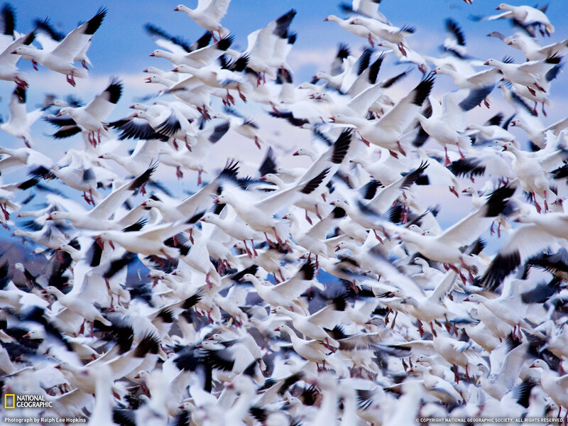 Flock of Snow Geese — White