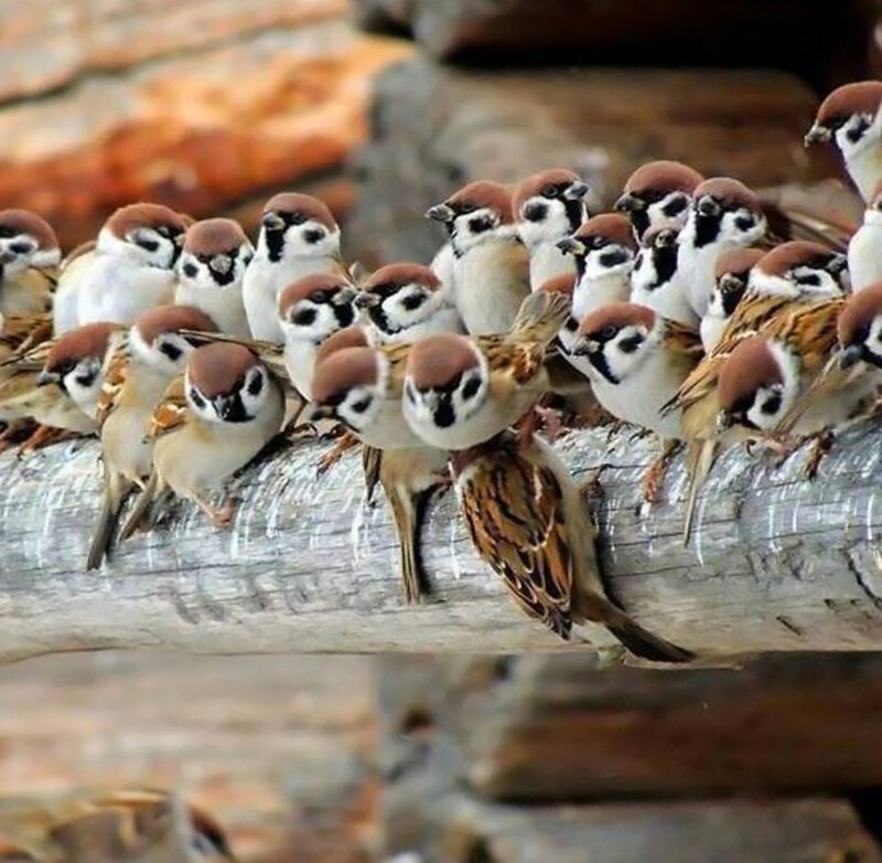 Flock of Sparrows
