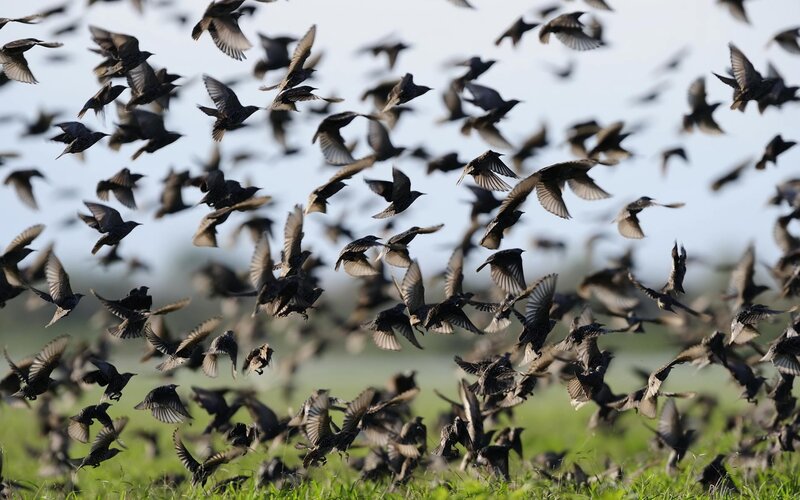 Flock of Starlings in Flight