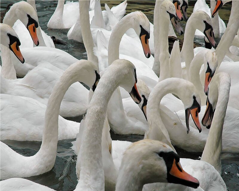 flock of swans in water