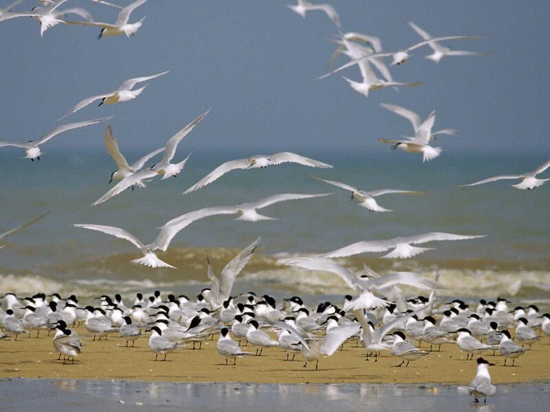 Flock of Terns on Beach