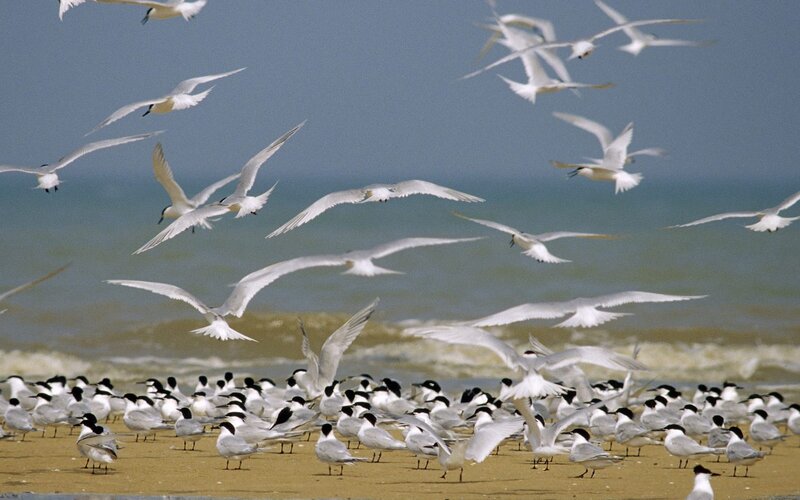 Flock of Terns on Beach — White
