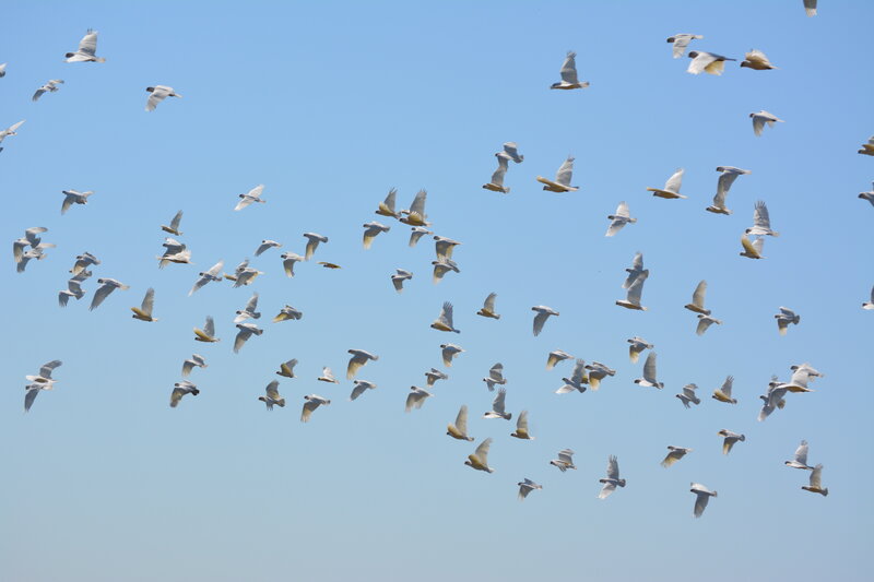 Flock of White Birds — Blue