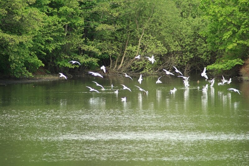 Flock of White Birds