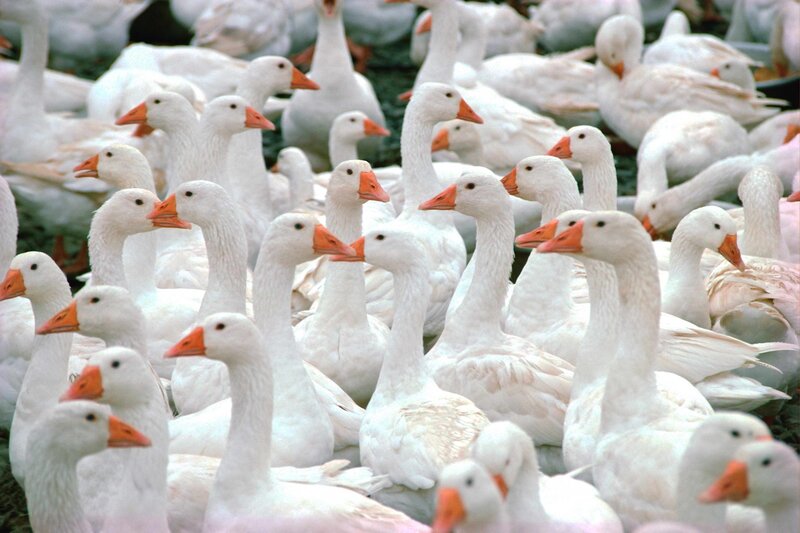 flock of white geese