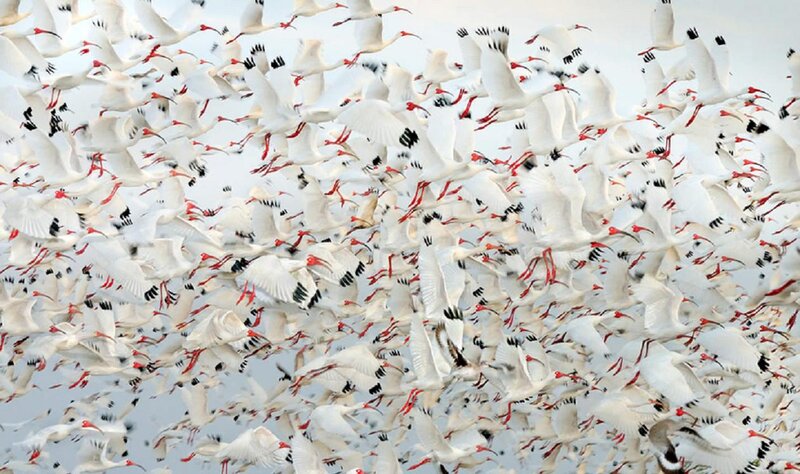 Flock of White Ibises