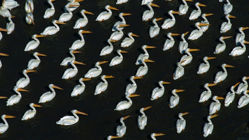 Flock of white pelicans