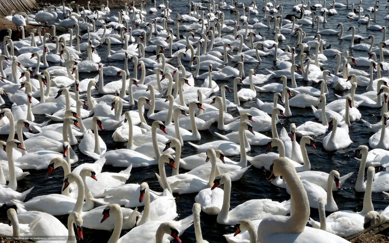Flock of White Swans