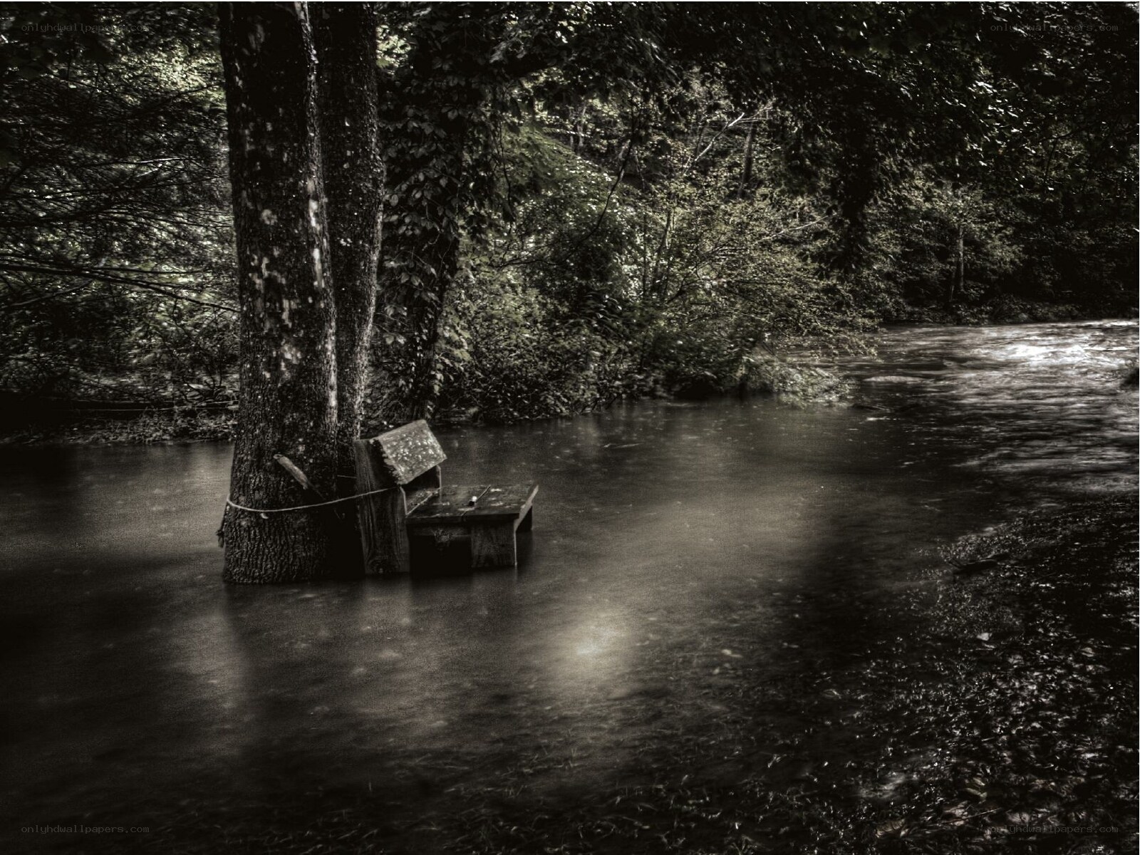 Flooded bench in forest
