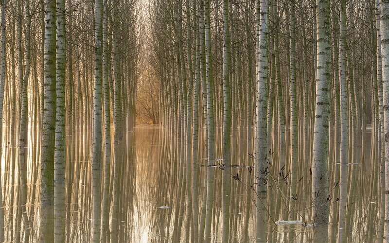 Flooded Birch Forest